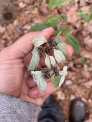 Pycnanthemum