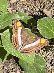 Doxocopa laure laure