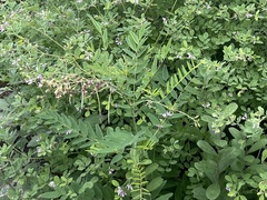 Sophora flavescens
