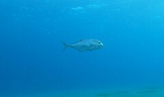 Caranx ignobilis