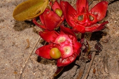 Ochna insculpta image