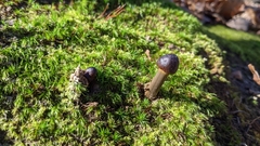 Tolypocladium longisegmentatum