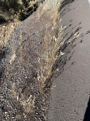 Asclepias subverticillata