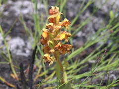 Pterygodium acutifolium