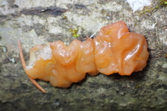 Tremellomycetes