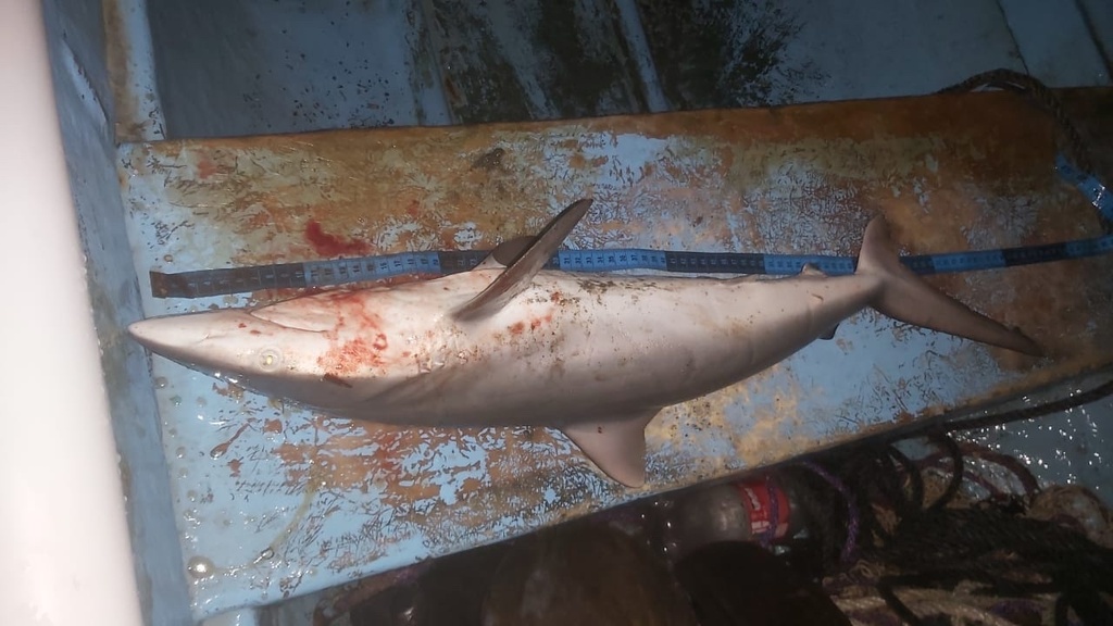 Night shark (Carcharhinus signatus) — Carcharhinidae
