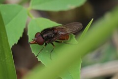 Rhingia