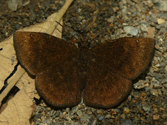 Bolla boliviensis
