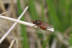 Rhingia