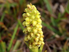 Pterygodium bicolorum