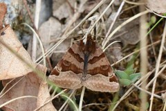 Euclidia glyphica