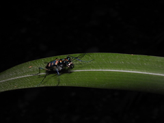 Cosmodela batesi