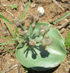 Eriospermum currorii