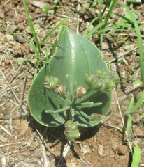 Eriospermum currorii