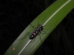 Cosmodela batesi