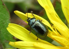 Phratora vulgatissima