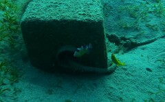 Pseudobalistes fuscus