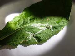 Phytomyza primulae