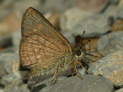 Dalla