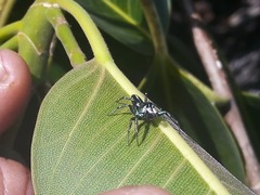 Cosmophasis thalassina