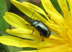 Phratora vulgatissima