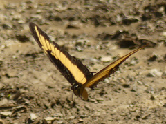 Heraclides androgeus
