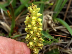 Pterygodium bicolorum