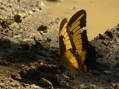 Heraclides androgeus