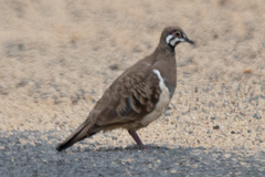Geophaps scripta