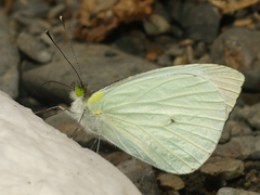 Leptophobia aripa