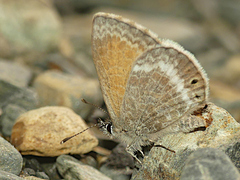 Leptotes callanga