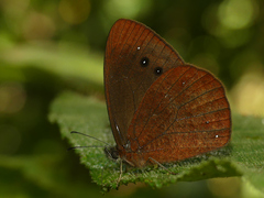 Lymanopoda panacea