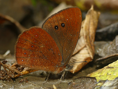 Lymanopoda panacea