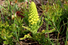 Pterygodium bicolorum