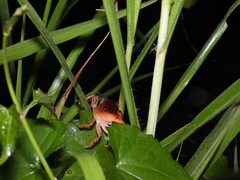 Geothelphusa bicolor