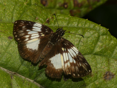 Potamanaxas latrea tyndarus