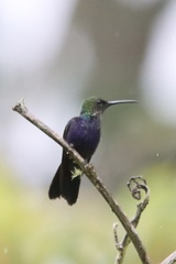 Thalurania furcata