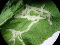 Phytomyza primulae