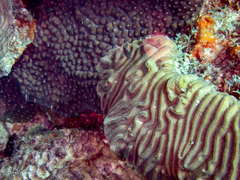 Montastraea cavernosa