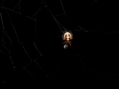 Araneus ejusmodi