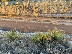 Yucca reverchonii