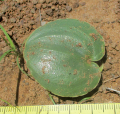 Eriospermum currorii