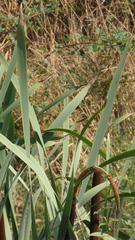 Typha × glauca