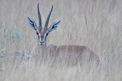 Gazella bennettii