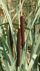 Typha × glauca