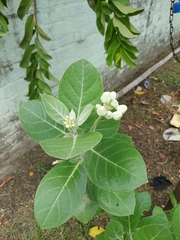 Calotropis gigantea
