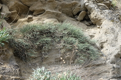 Ephedra monosperma