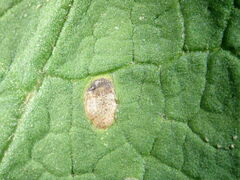 Phytomyza primulae