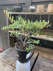 Pyracantha angustifolia