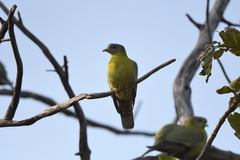 Treron phoenicopterus